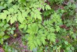 Actaea erythrocarpa