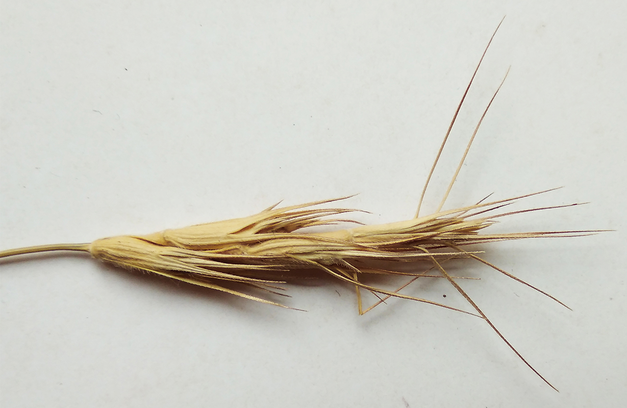 Image of Aegilops peregrina specimen.