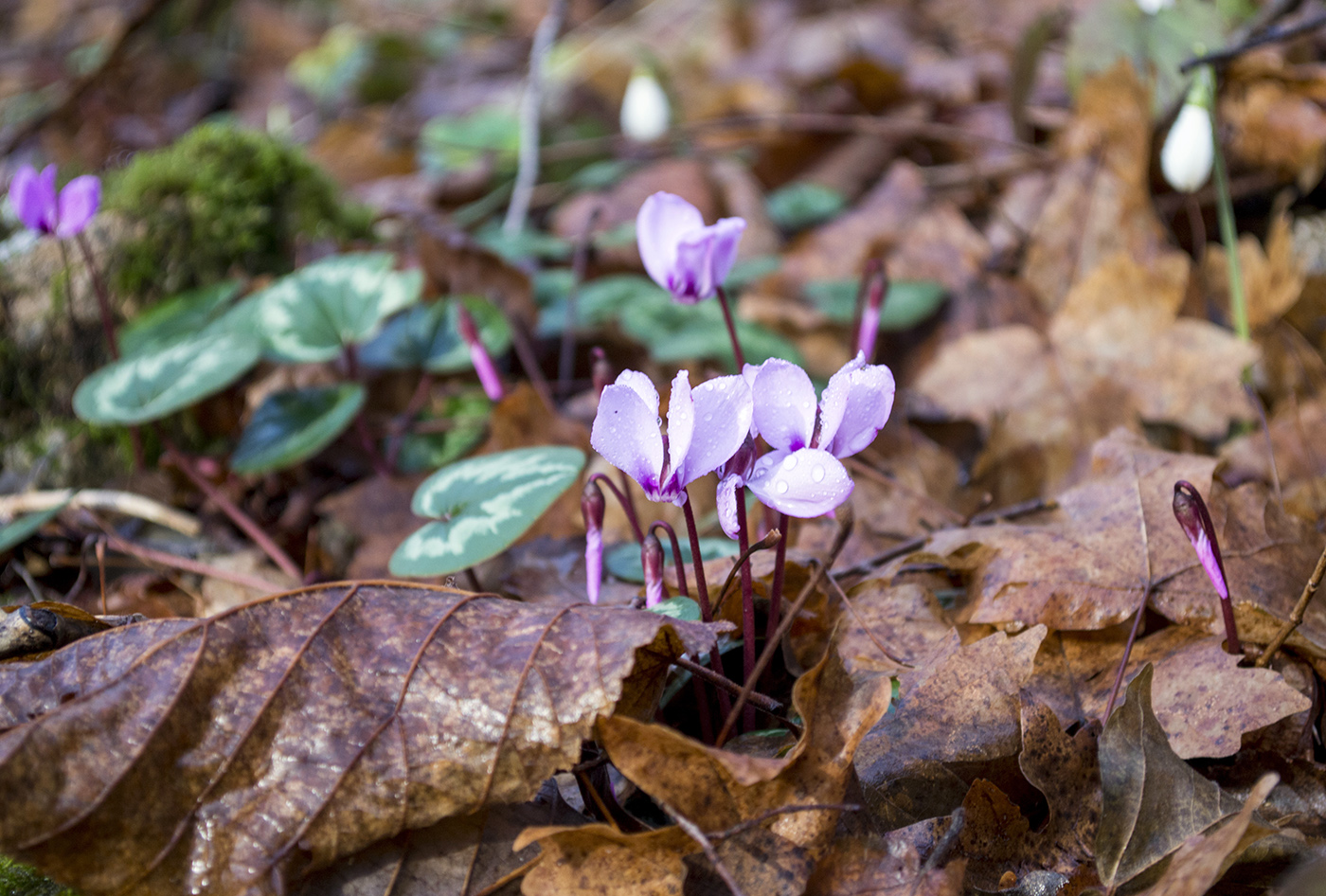 Image of Cyclamen coum specimen.