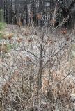 Rhododendron luteum