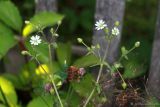 Myosoton aquaticum. Верхушки цветущих растений. Тульская обл., пос. Дубна, СОТ №2, на обочине дороги. 18.07.2017.