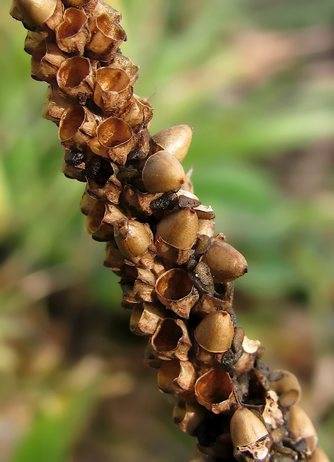 Image of Plantago major specimen.