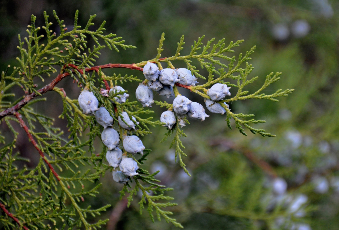 Изображение особи Platycladus orientalis.