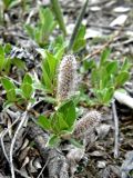 Salix arctica