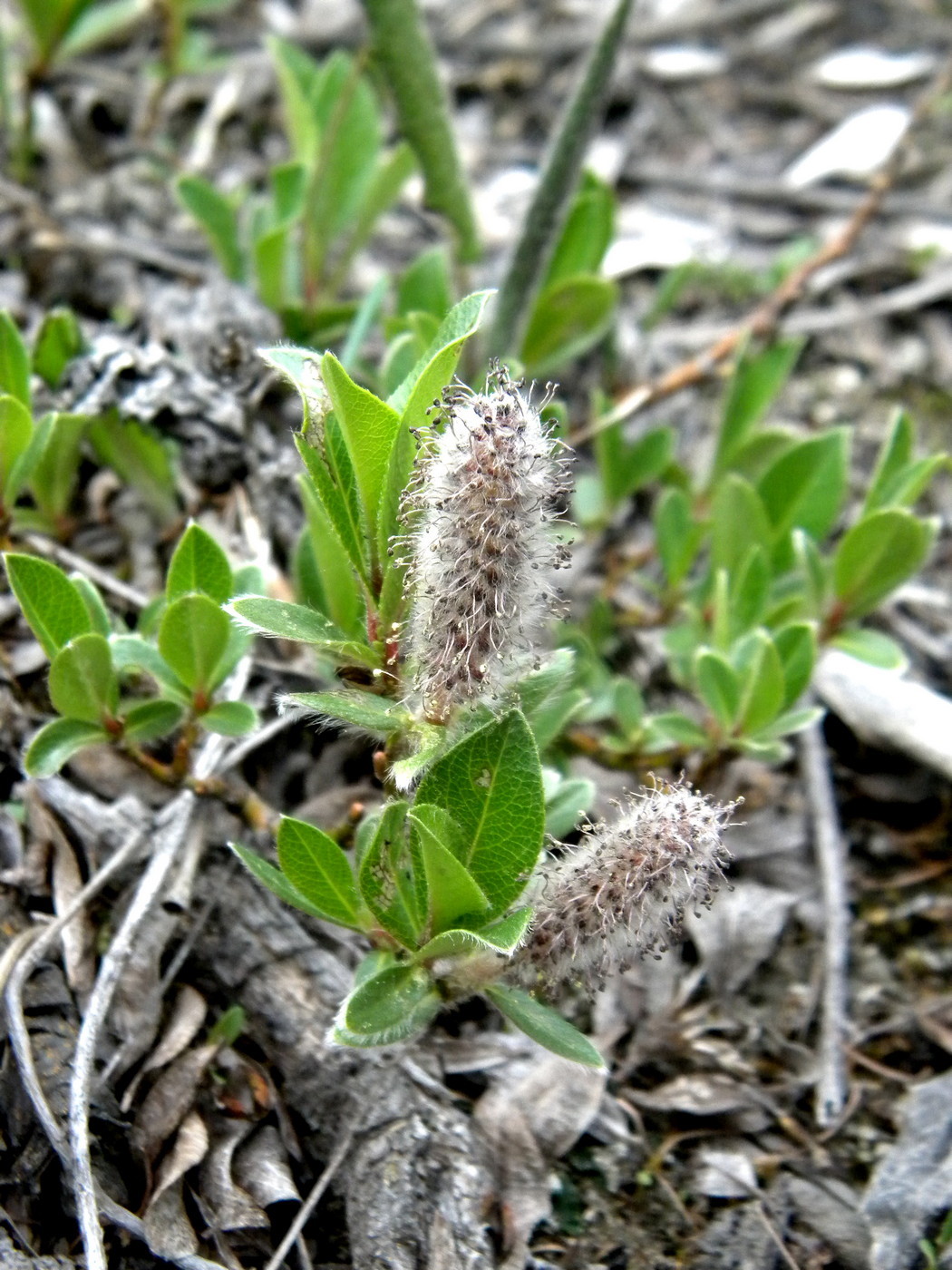Image of Salix arctica specimen.