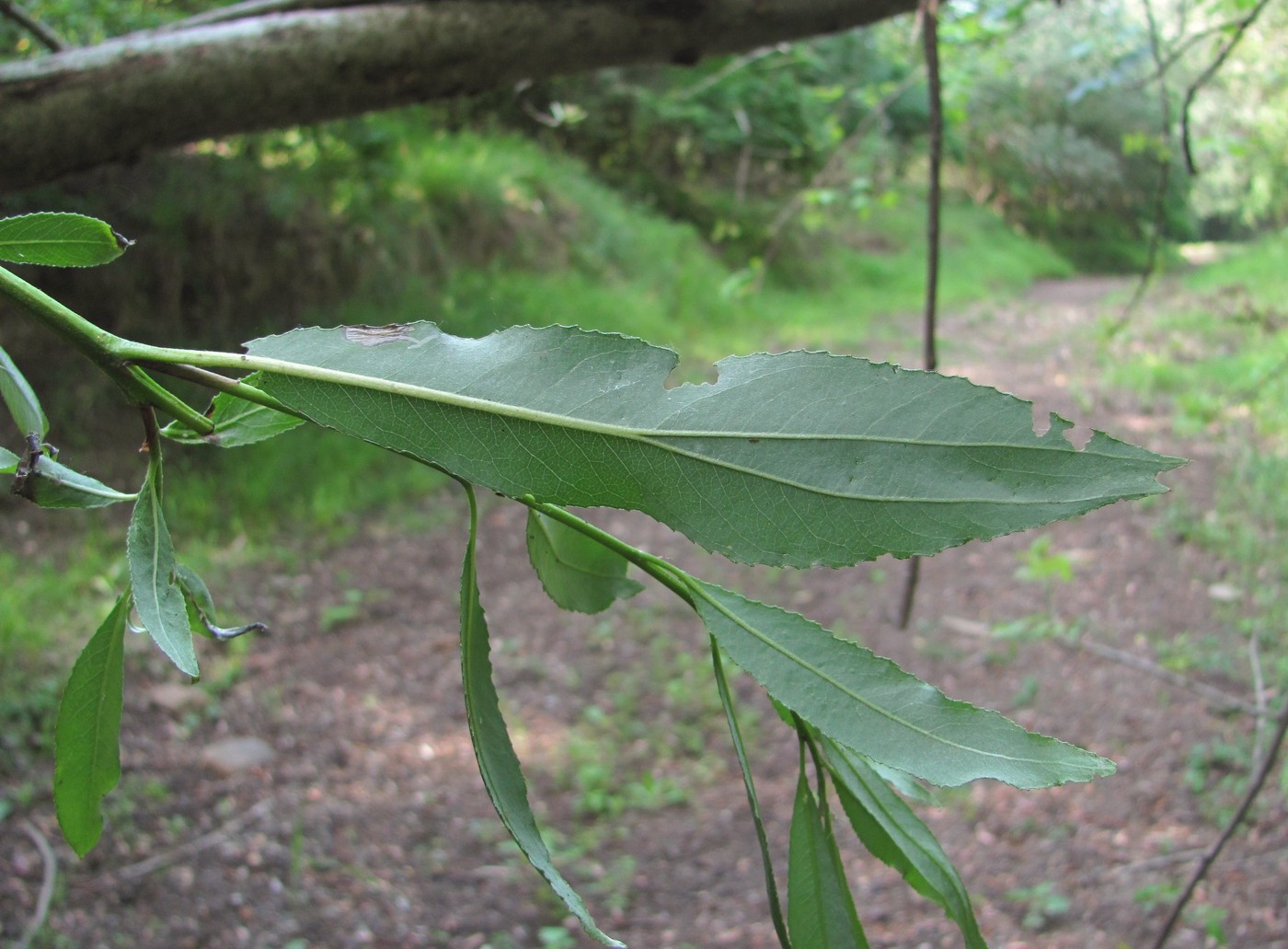 Image of Salix alba specimen.