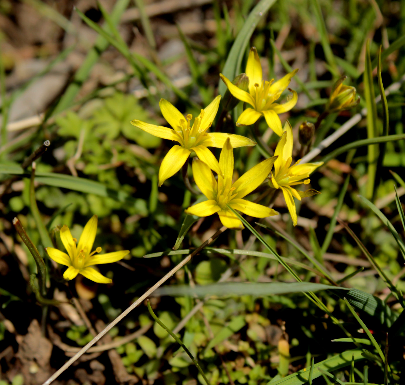 Image of Gagea erubescens specimen.