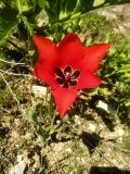 Tulipa lanata