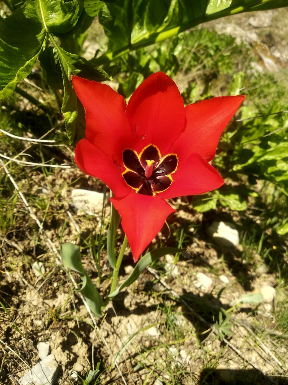 Image of Tulipa lanata specimen.