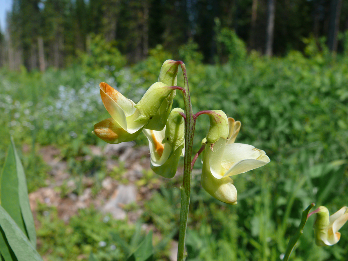 Image of Lathyrus gmelinii specimen.