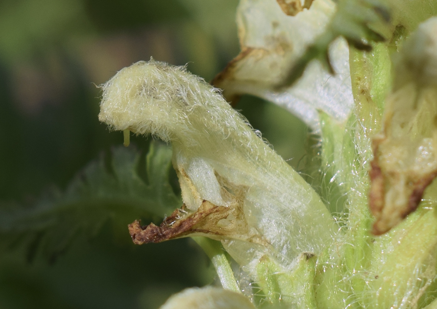 Image of Pedicularis foliosa specimen.