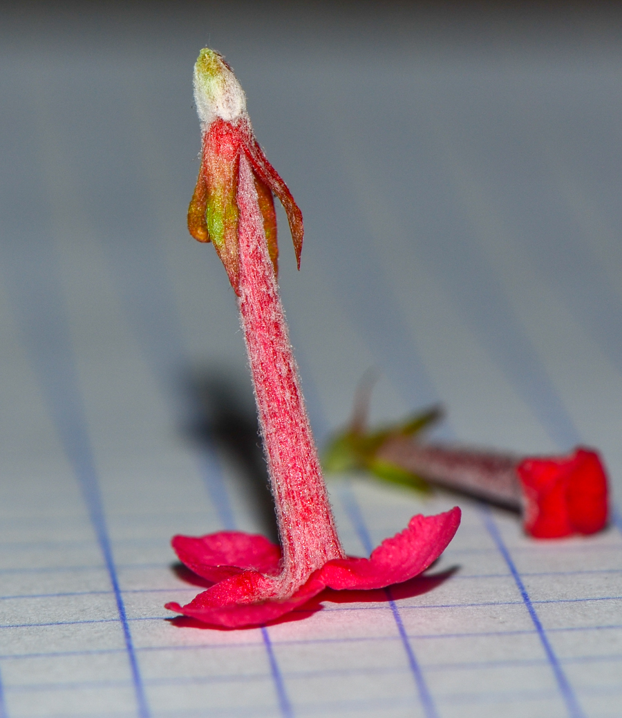 Изображение особи Arachnothryx leucophylla.