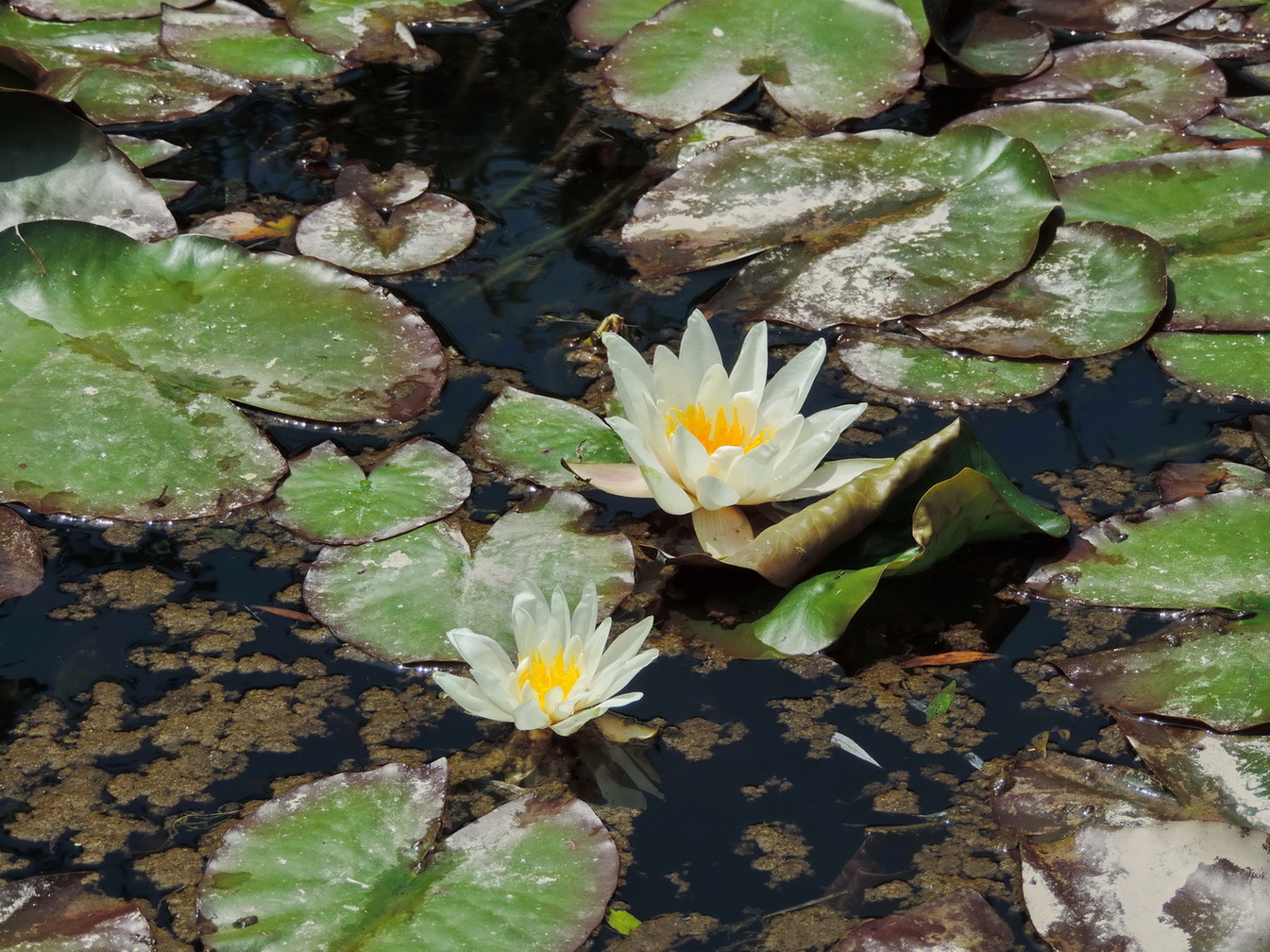 Изображение особи Nymphaea alba.