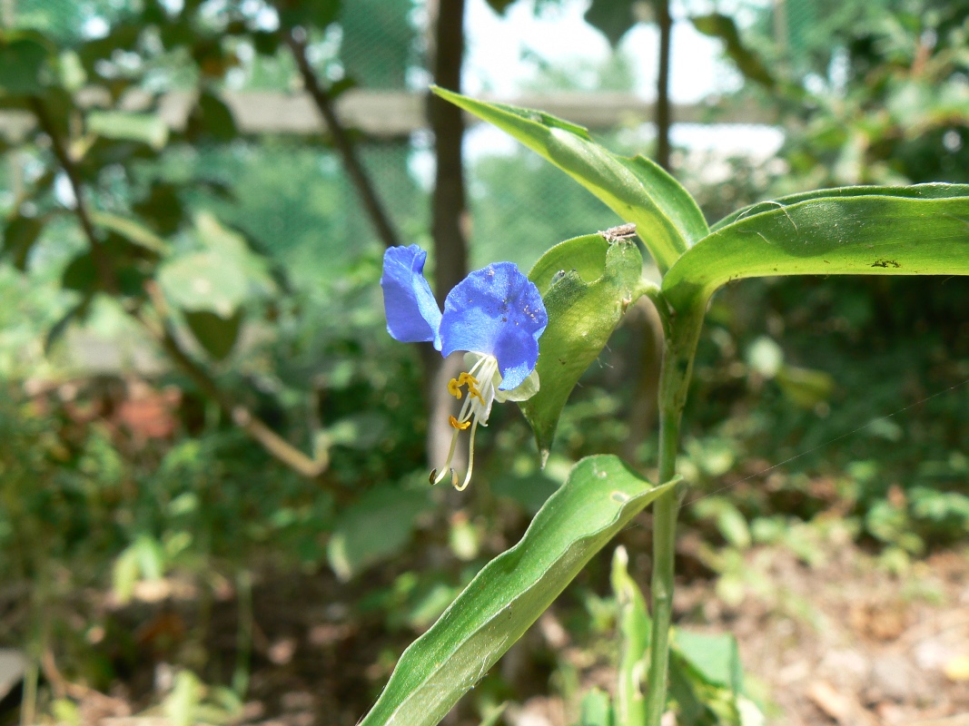 Изображение особи Commelina communis.