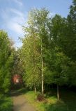 Betula pendula. Дерево, выросшее на пне срубленного хвойного дерева. Московская обл., пгт Большие Вязёмы, усадьба Вязёмы, парковый участок у заднего фасада дворца, в культуре (?). 24.09.2020.
