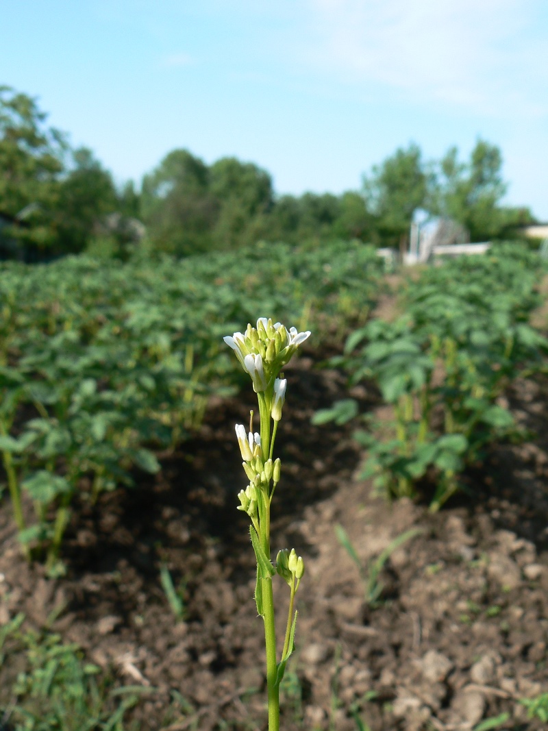 Image of Arabis sagittata specimen.