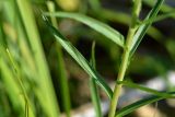 Achillea ptarmica. Стеблевой лист. Санкт-Петербург, Курортный р-н, напротив ж.-д. ст. Тарховка, побережье Финского залива. 15.07.2021.