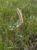 Salix lanata