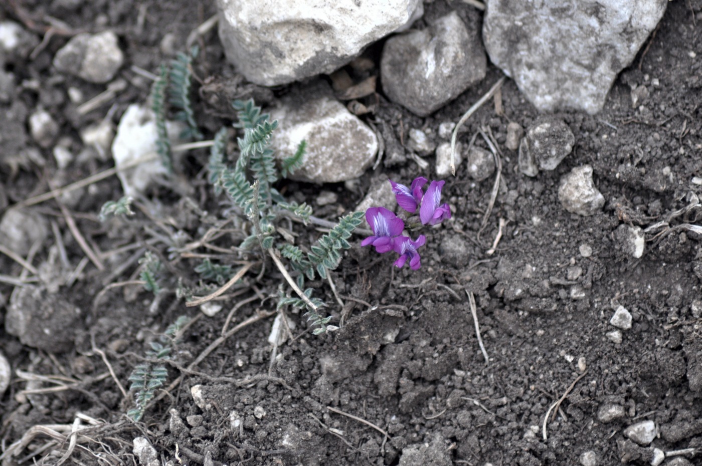 Изображение особи Oxytropis albana.