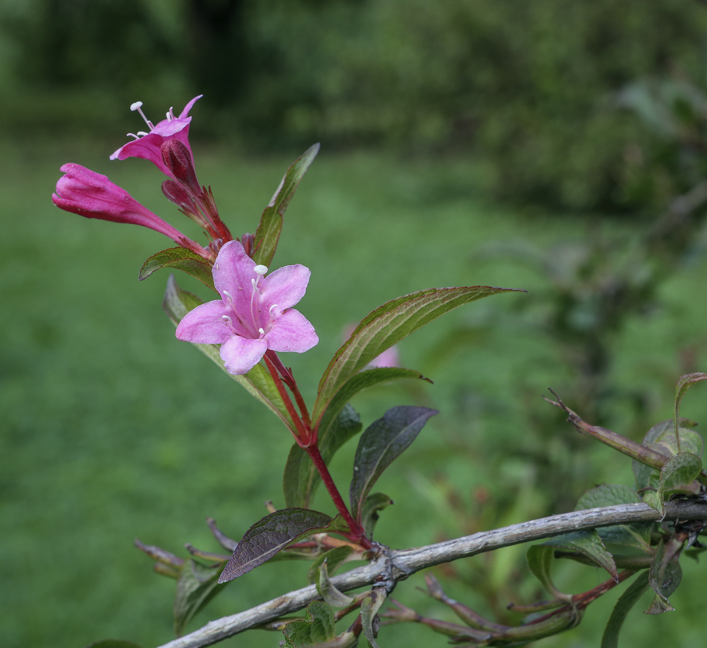 Image of Weigela florida specimen.