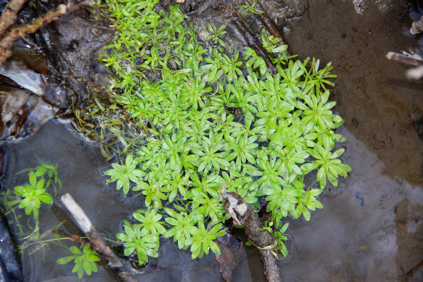 Image of Callitriche lenisulca specimen.