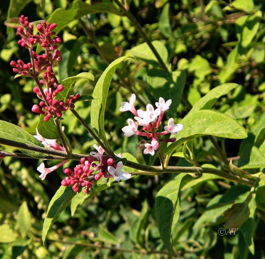 Image of Syringa microphylla specimen.