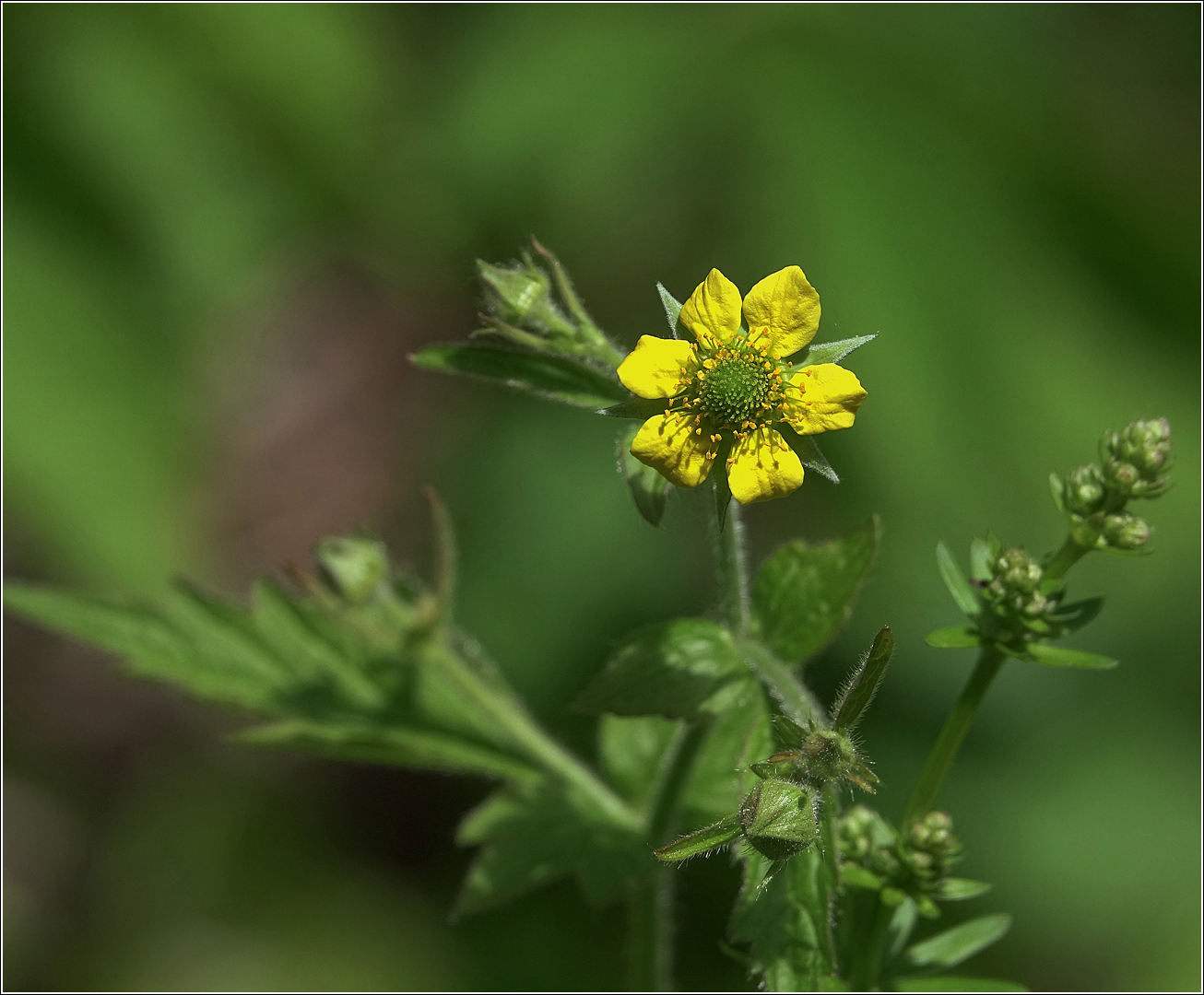 Изображение особи Geum urbanum.