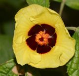 Hibiscus calyphyllus