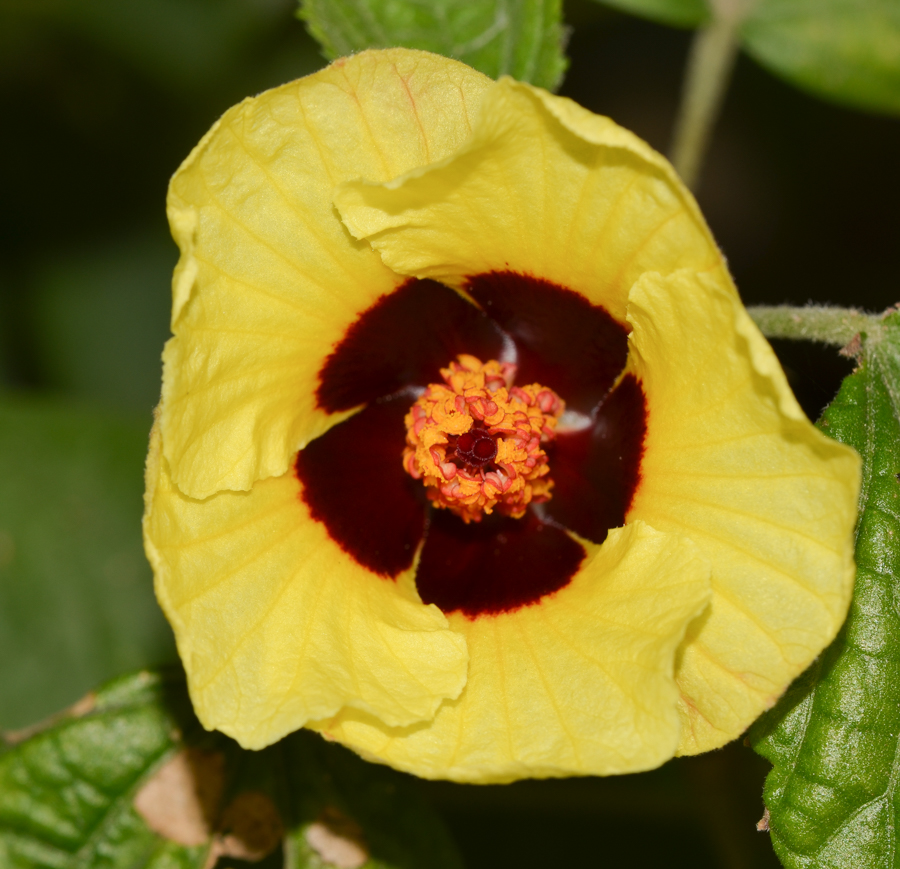 Изображение особи Hibiscus calyphyllus.