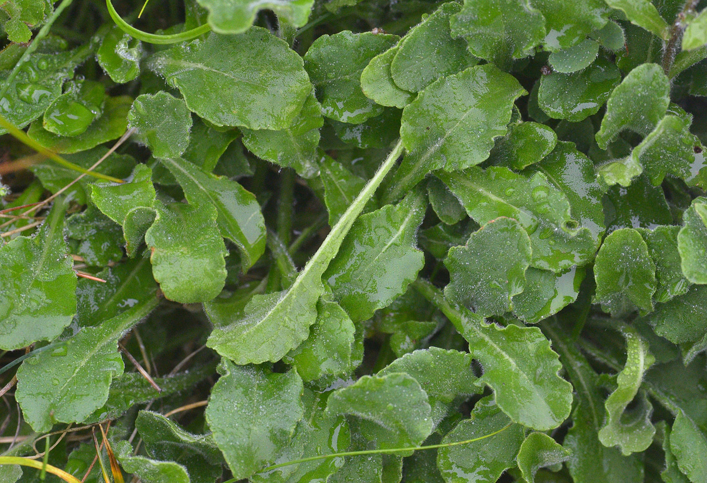 Image of Campanula argunensis specimen.