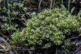 Pseudobryum cinclidioides