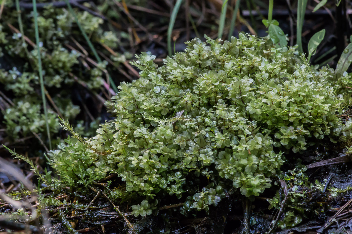 Изображение особи Pseudobryum cinclidioides.