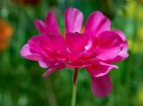 Ranunculus asiaticus. Цветок. Израиль, г. Иерусалим, ботанический сад университета. 01.05.2019.
