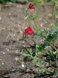 Papaver hybridum. Верхушка побега с цветком и бутоном. Крым, Караларский природный парк, долина р. Сююрташ, побережье в окр. устья, окраина песчаного пляжа. 09.05.2021.