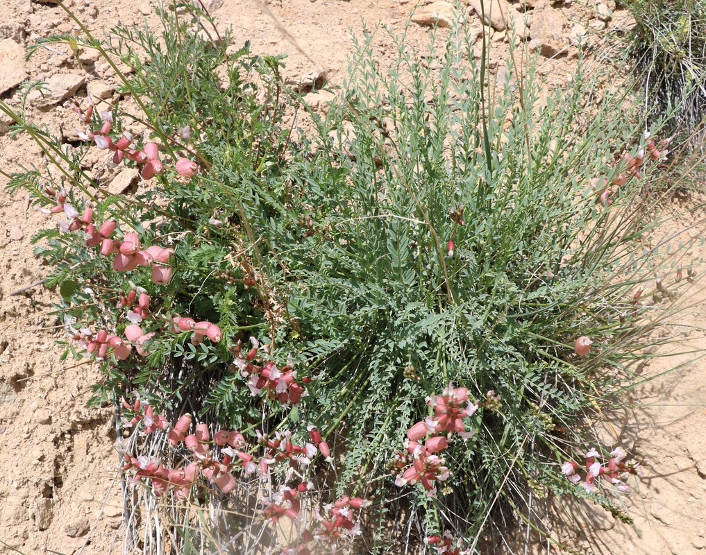 Image of Astragalus mesites specimen.