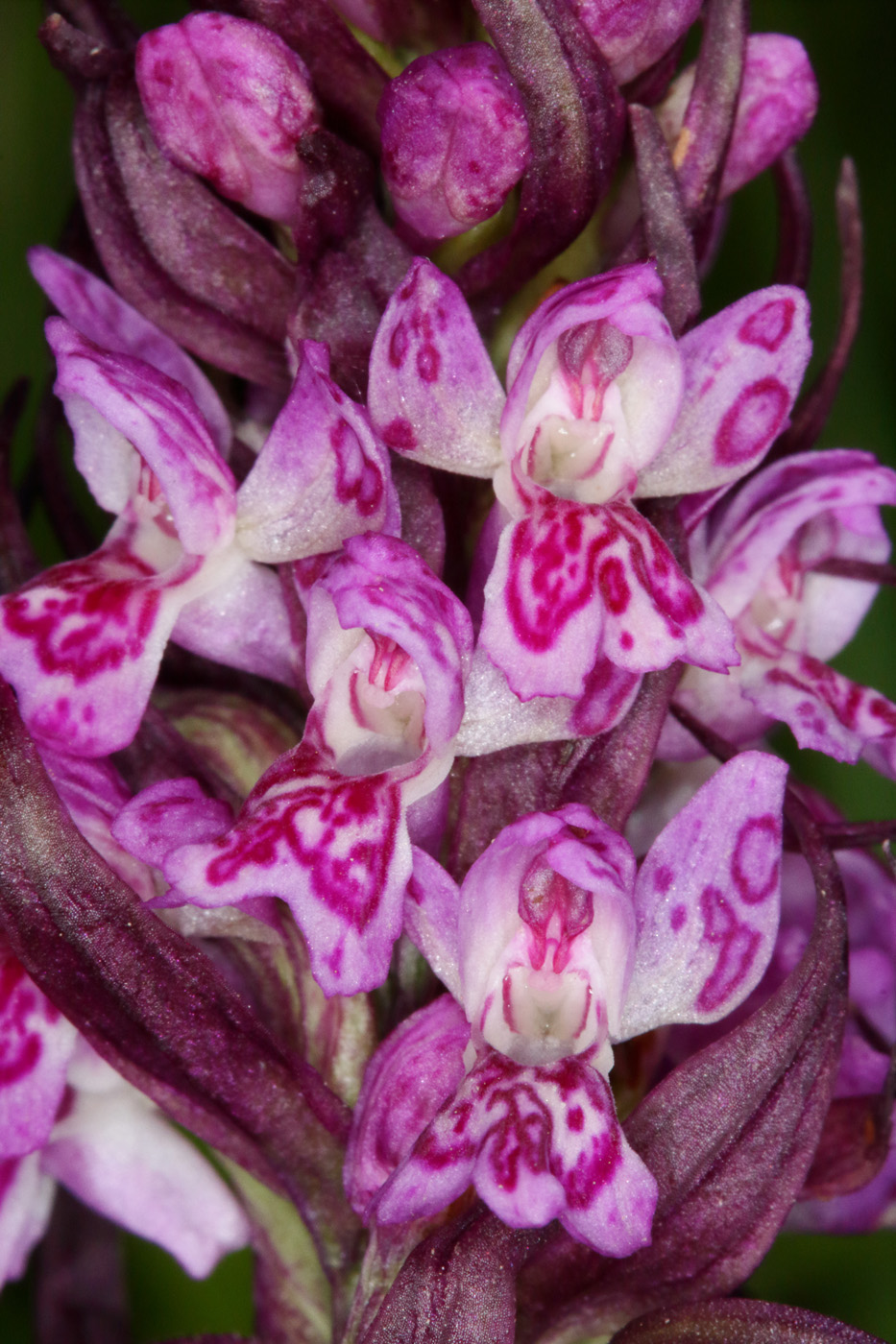 Image of Dactylorhiza incarnata specimen.