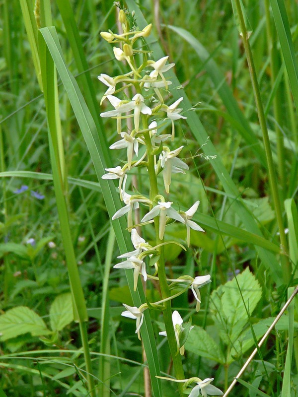 Изображение особи Platanthera bifolia.