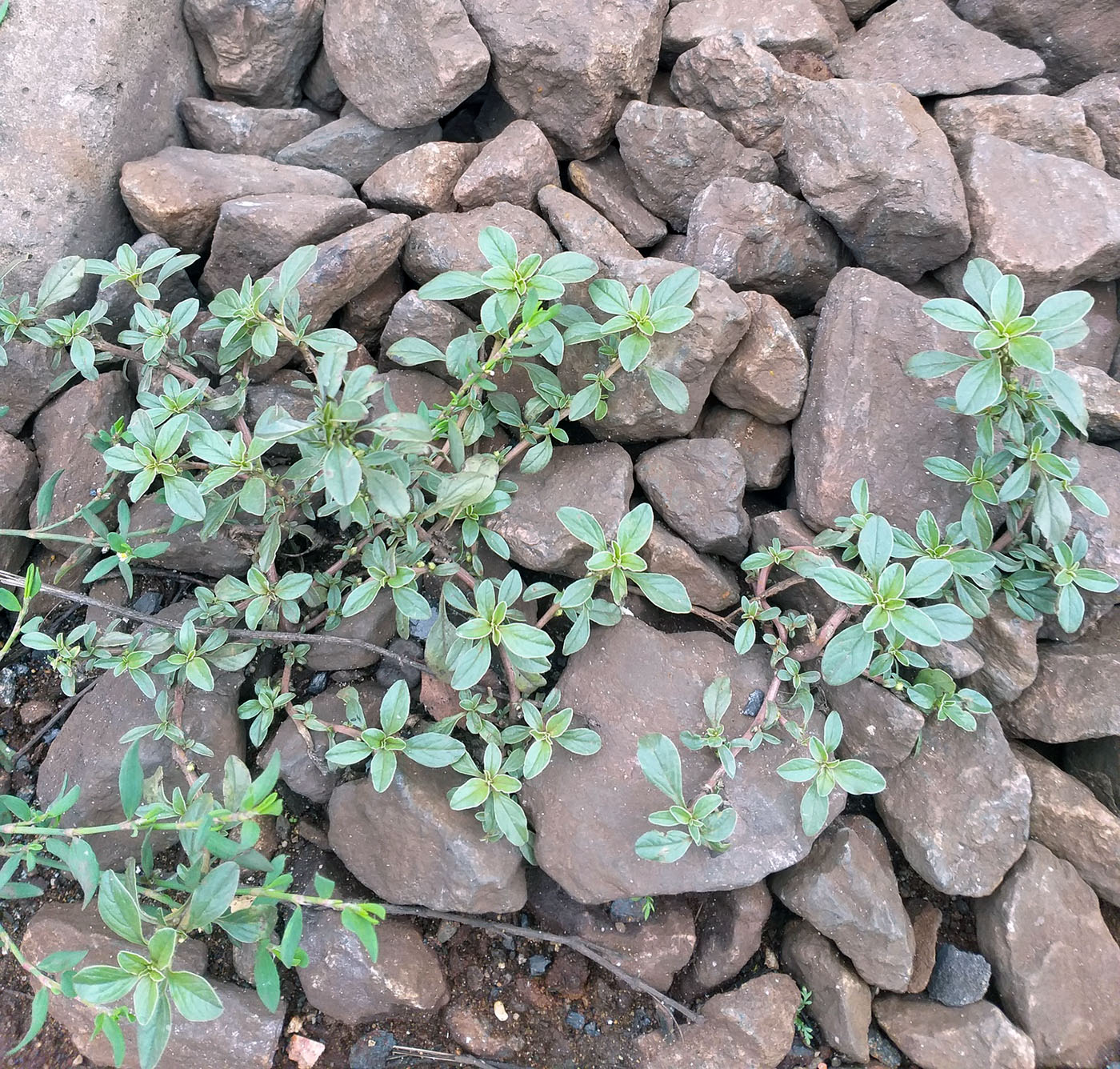 Изображение особи Amaranthus blitoides.