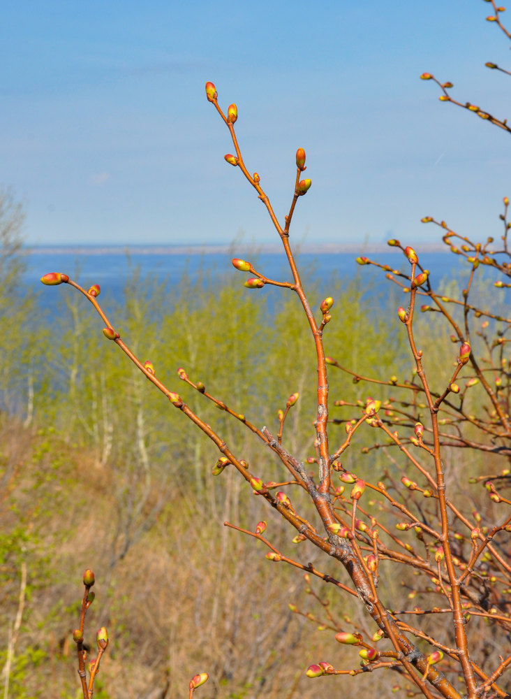 Image of Tilia cordata specimen.