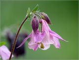Aquilegia vulgaris