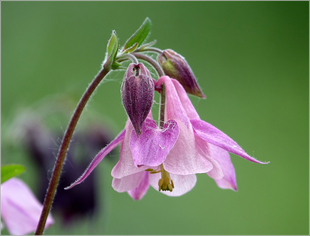 Image of Aquilegia vulgaris specimen.