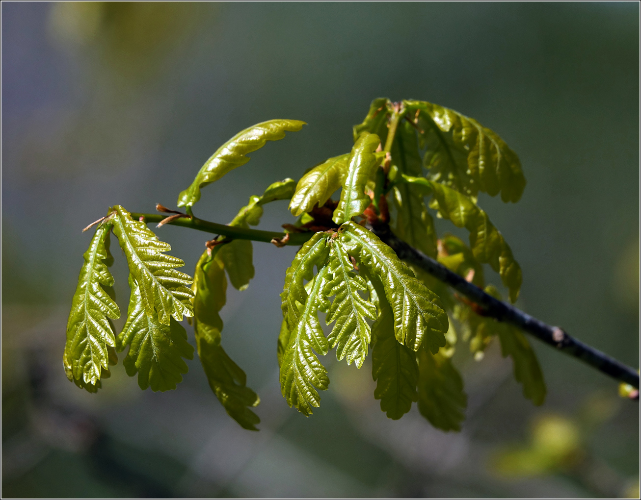 Изображение особи Quercus robur.