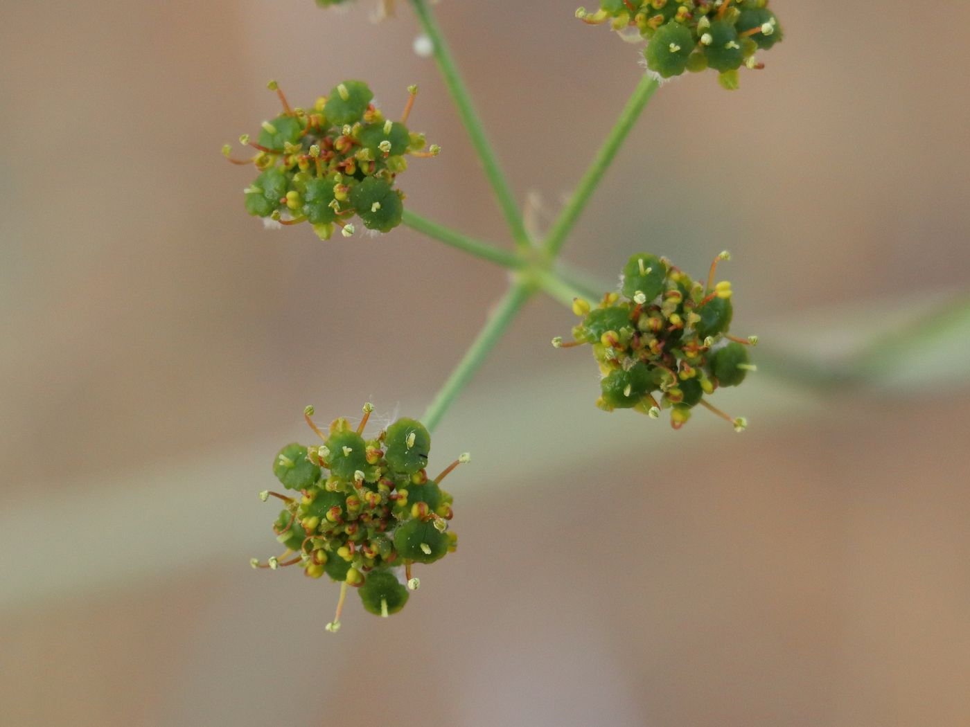 Изображение особи Prangos ammophila.