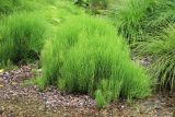 Equisetum arvense