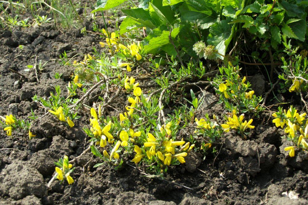 Изображение особи Genista scythica.