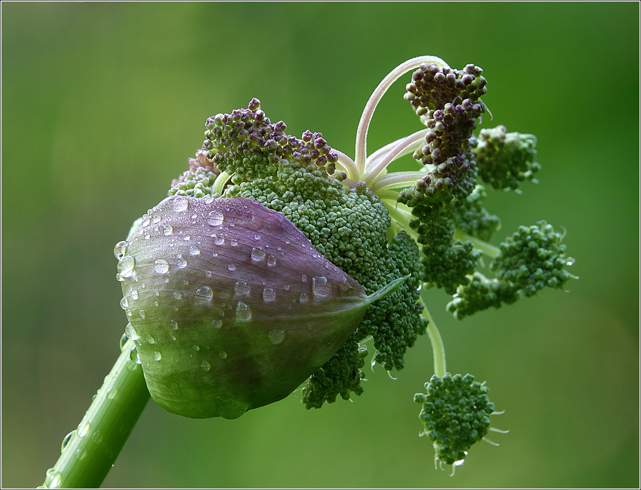 Изображение особи Angelica sylvestris.