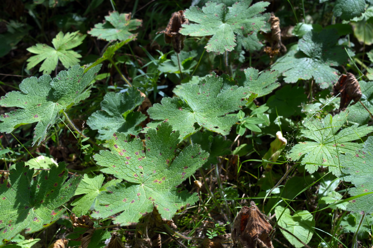 Изображение особи Geranium ibericum.