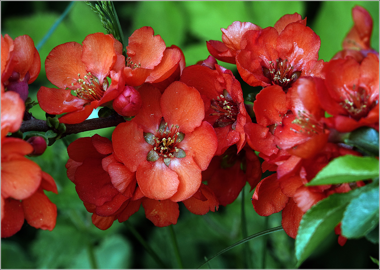 Image of Chaenomeles japonica specimen.