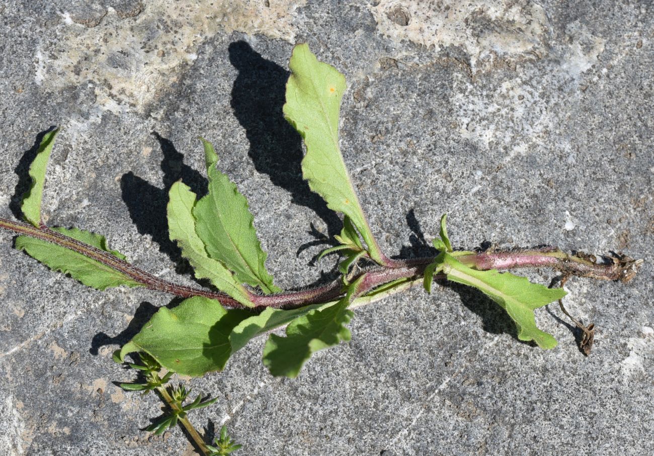 Image of Campanula hohenackeri specimen.