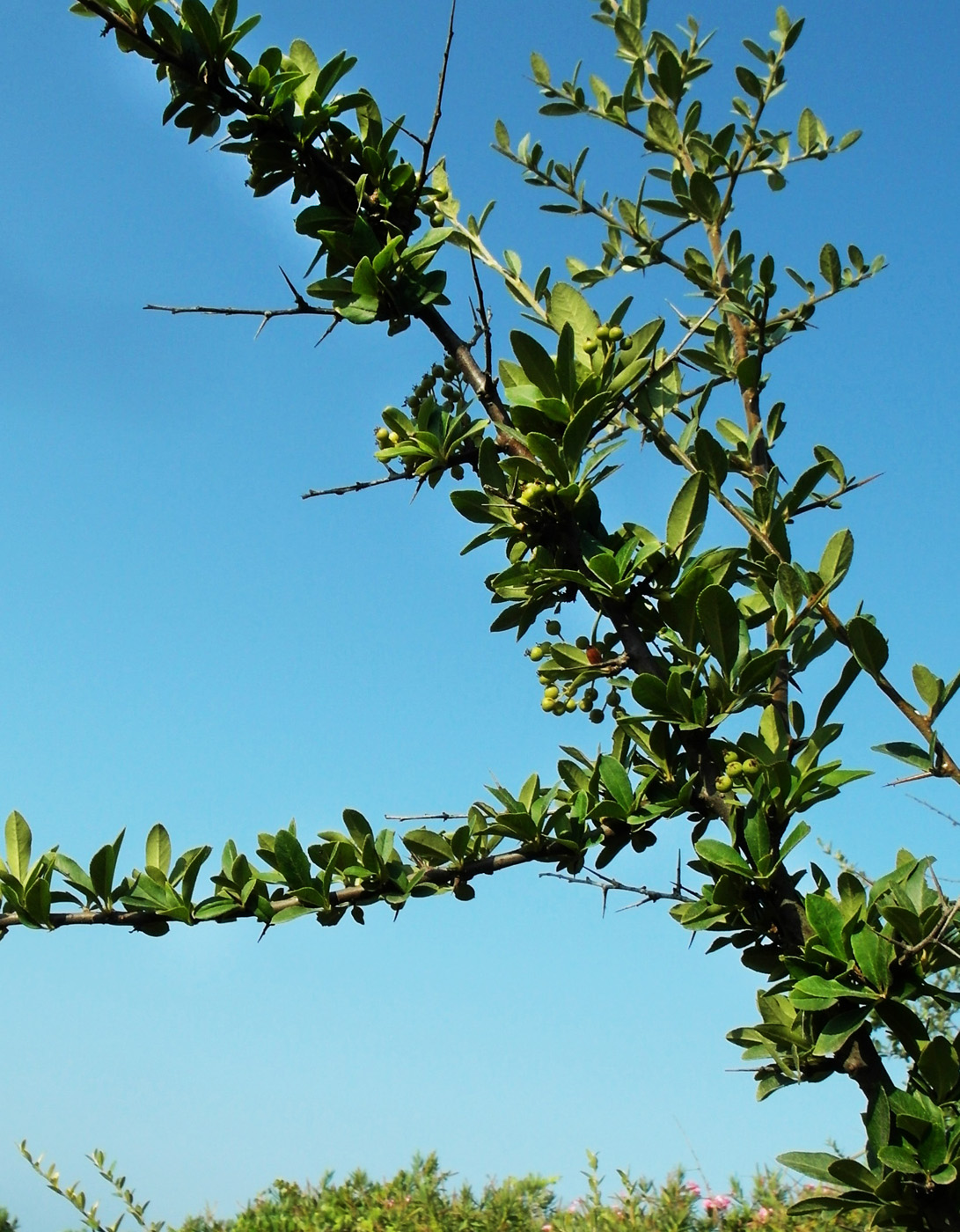 Image of Pyracantha coccinea specimen.